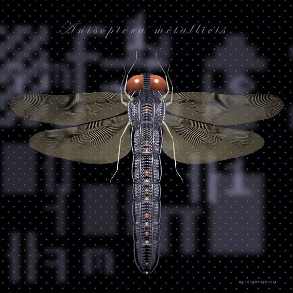 Process D - Dragonfly (Anisoptera Matallicis)